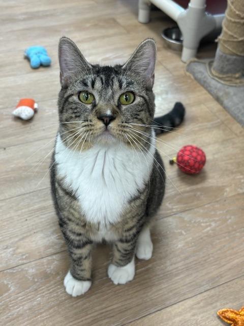 Enlarge Smore, a Adoptable mixed breed in Corpus Christi, TX image 4/4