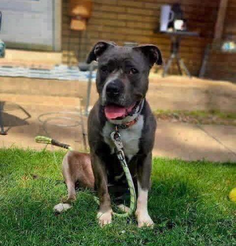 Enlarge Grace, a Adoptable Pit Bull Terrier in Broken Arrow, OK image 1/6