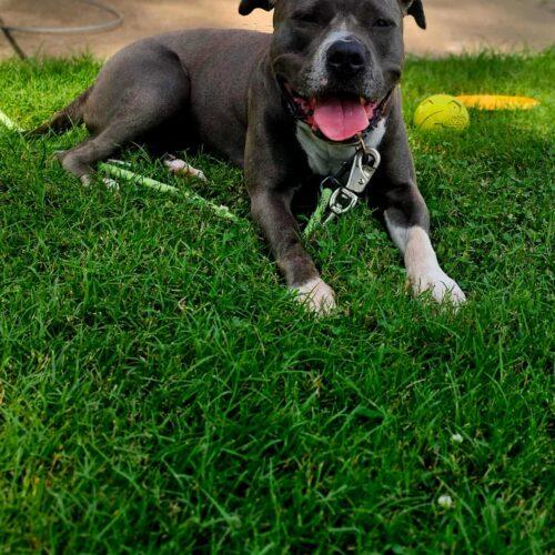 Enlarge Grace, a Adoptable Pit Bull Terrier in Broken Arrow, OK image 2/6