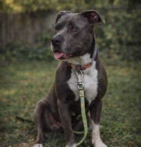 Enlarge Grace, a Adoptable Pit Bull Terrier in Broken Arrow, OK image 3/6