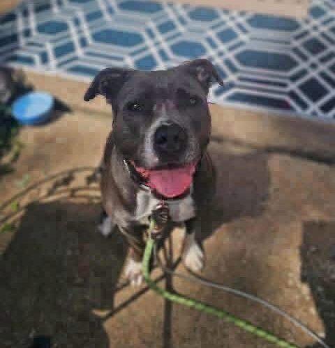 Enlarge Grace, a Adoptable Pit Bull Terrier in Broken Arrow, OK image 4/6