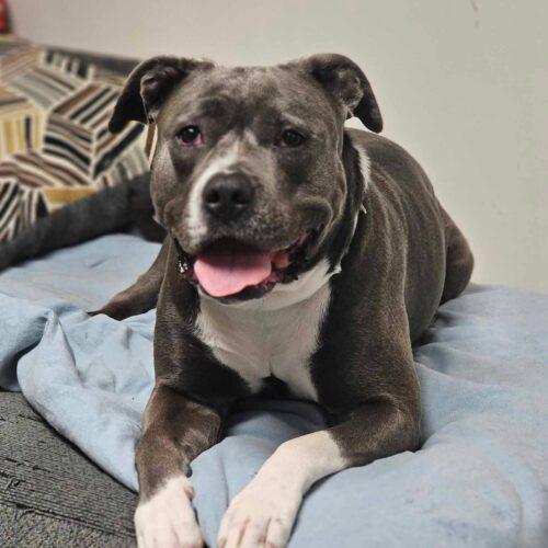 Enlarge Grace, a Adoptable Pit Bull Terrier in Broken Arrow, OK image 5/6