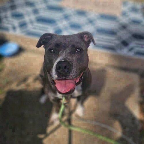 Enlarge Grace, a Adoptable Pit Bull Terrier in Broken Arrow, OK image 6/6