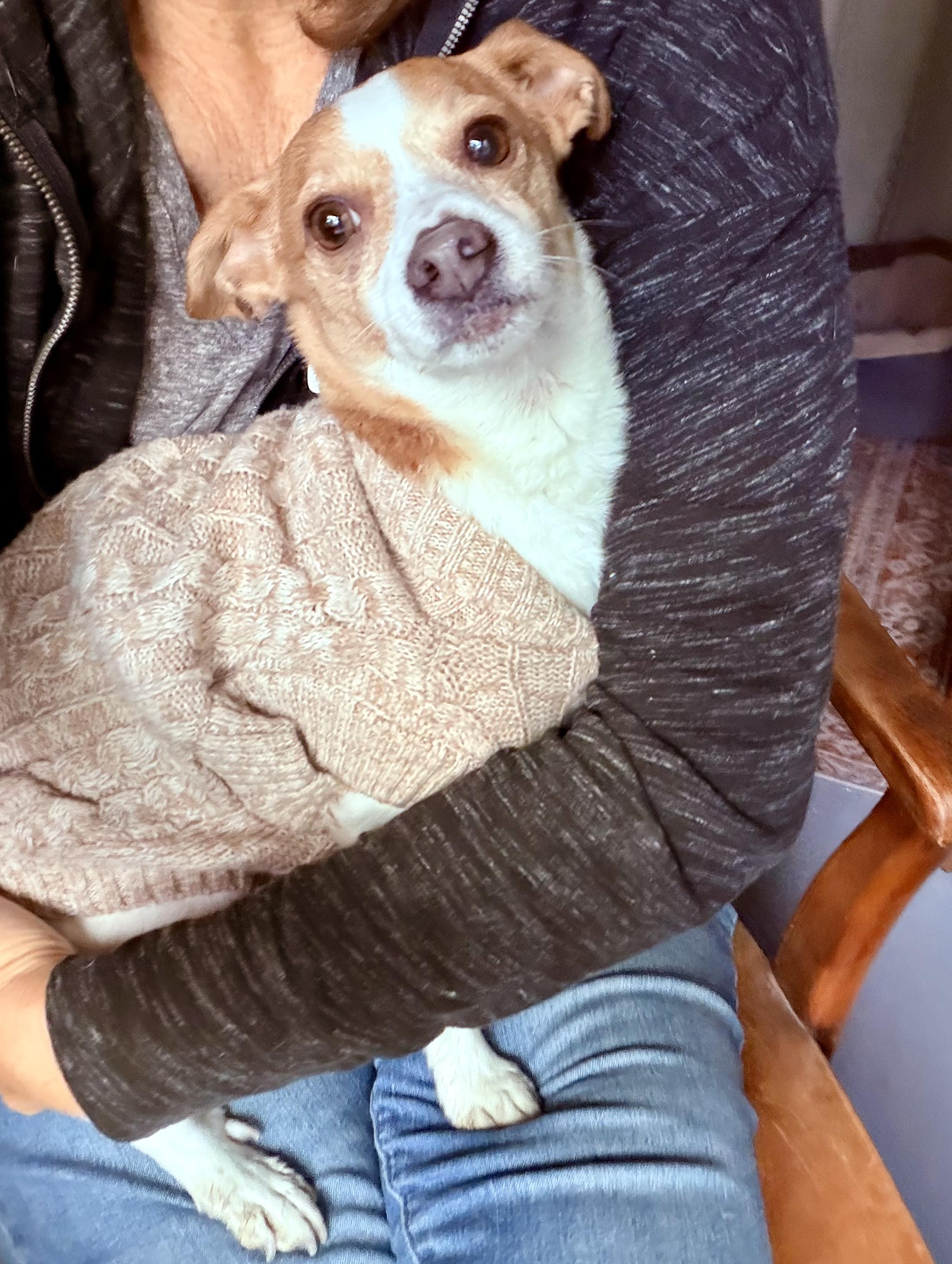 Enlarge Ginger, a Adopted mixed breed in Chico, CA image 1/6