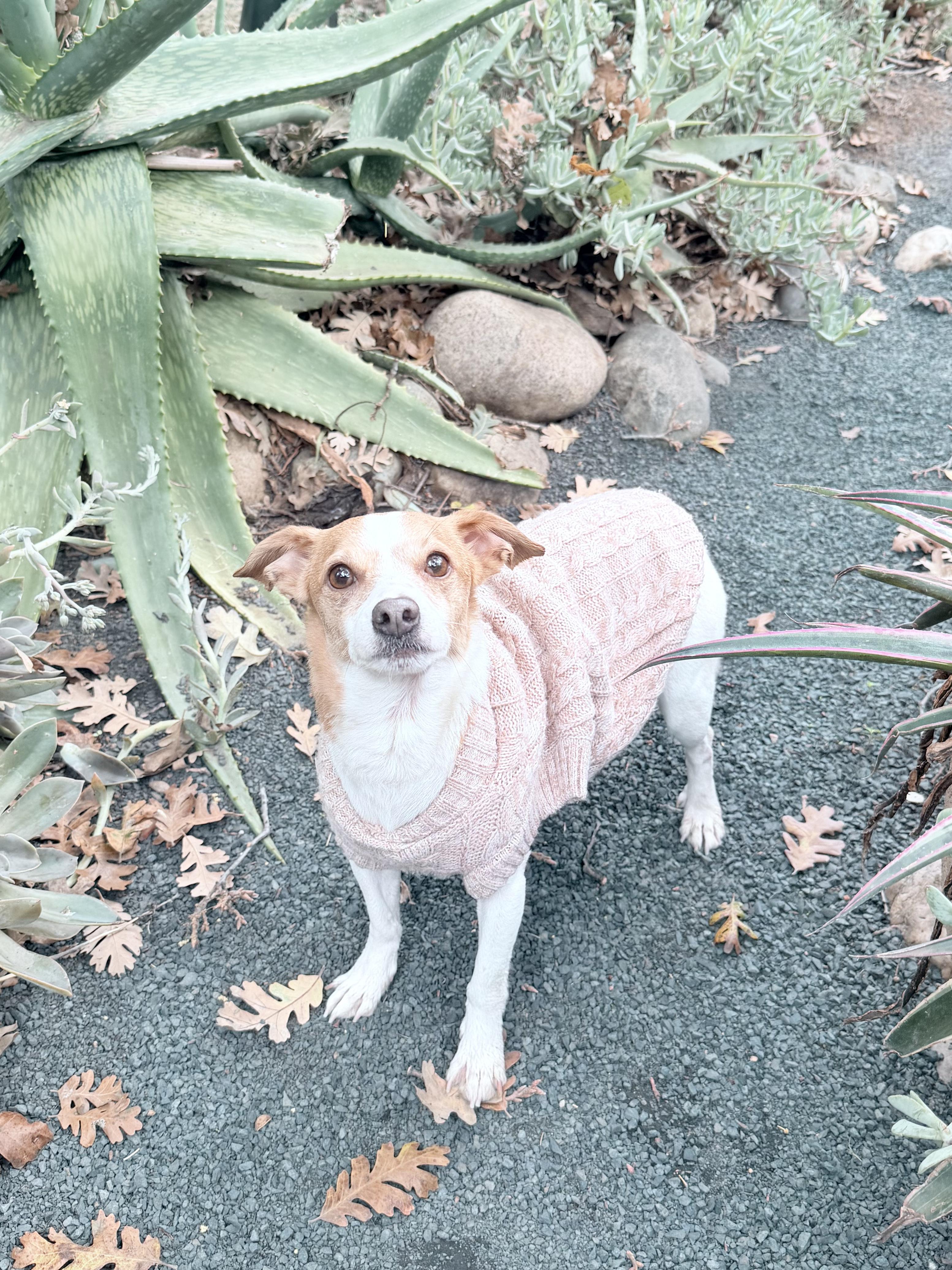Enlarge Ginger, a Adopted mixed breed in Chico, CA image 4/6
