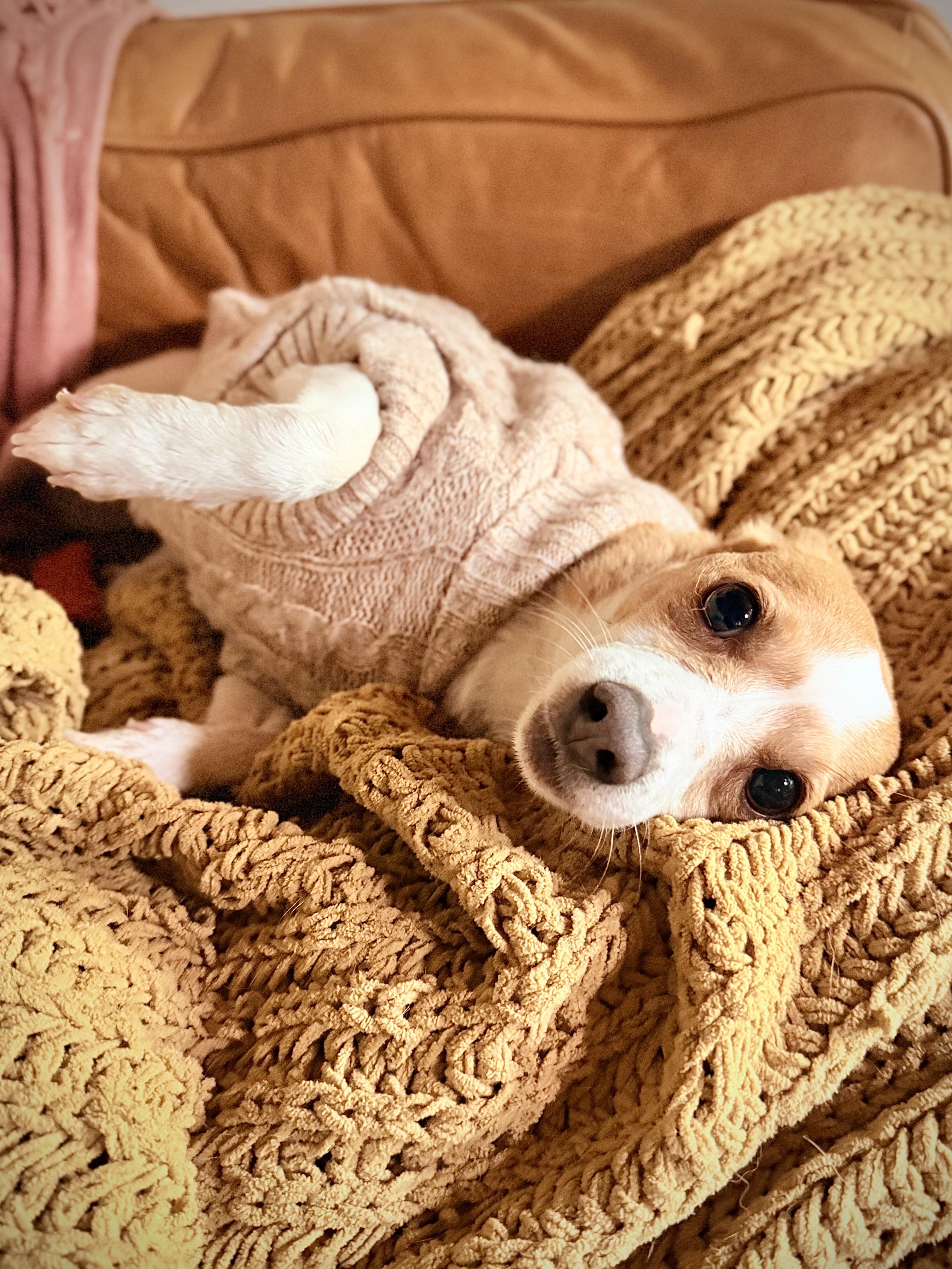 Enlarge Ginger, a Adopted mixed breed in Chico, CA image 5/6