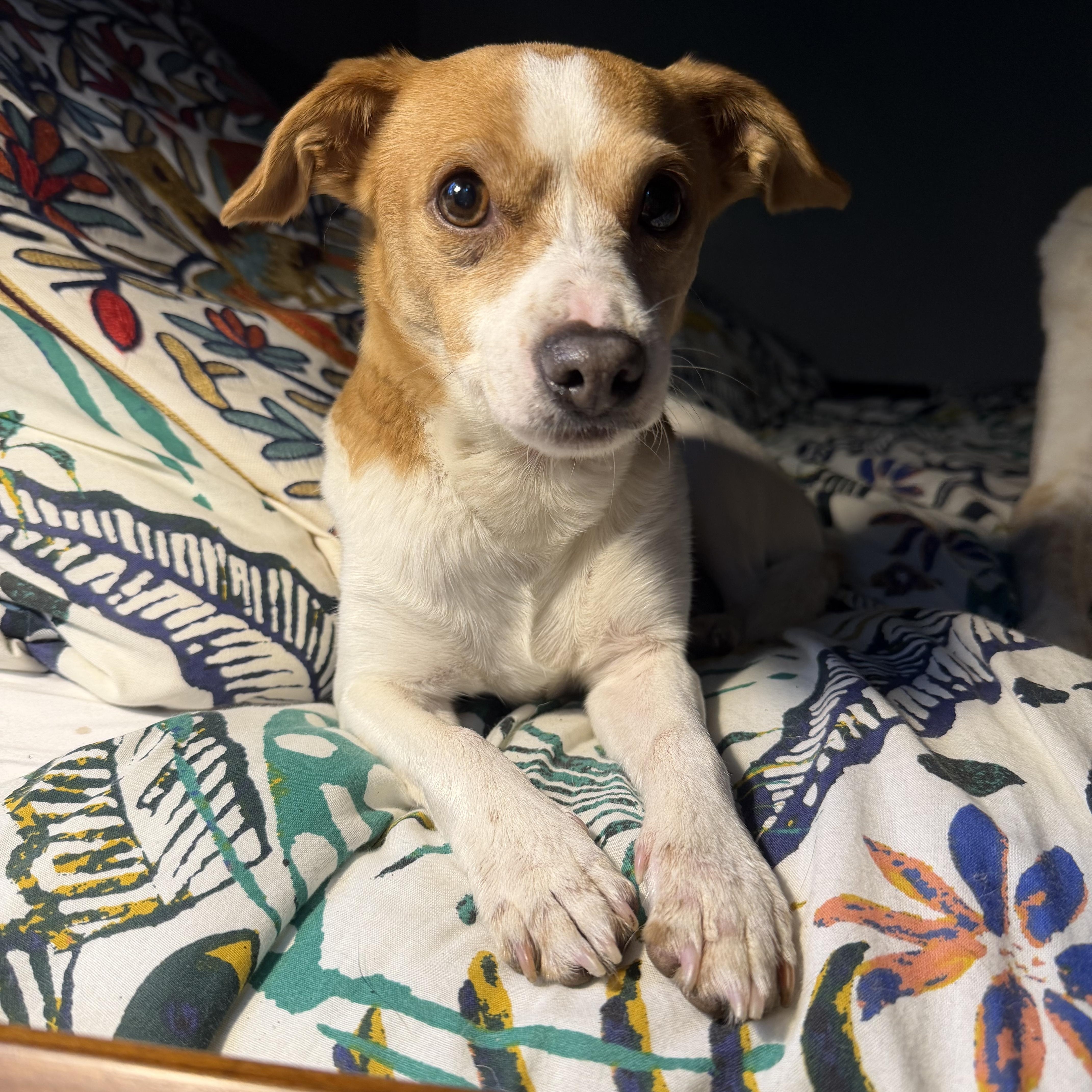 Enlarge Ginger, a Adopted mixed breed in Chico, CA image 3/6
