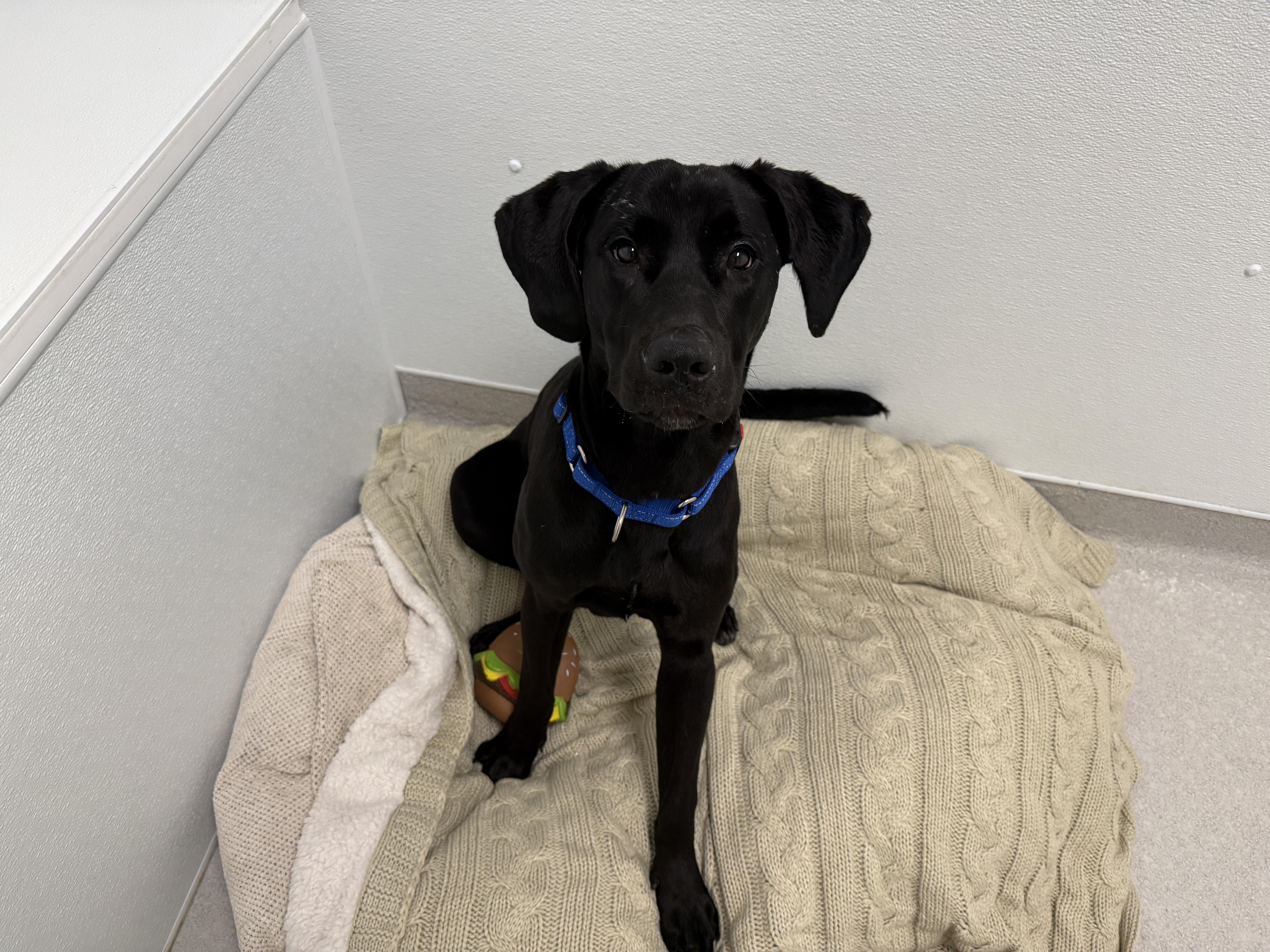 Enlarge Moonbeam, a ADOPTABLE Black Labrador Retriever in Evanston, IL image 2/5