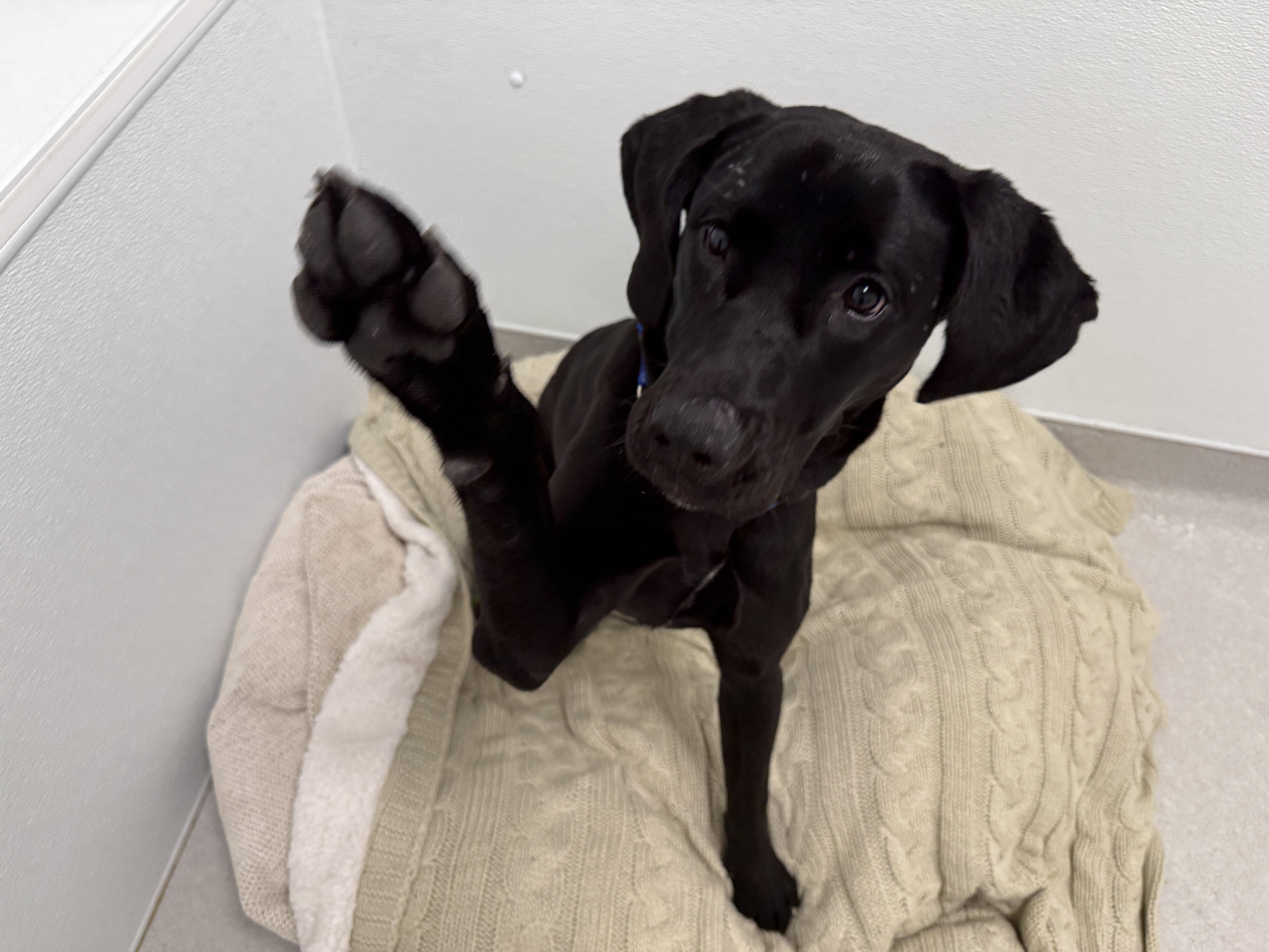 Enlarge Moonbeam, a ADOPTABLE Black Labrador Retriever in Evanston, IL image 4/5