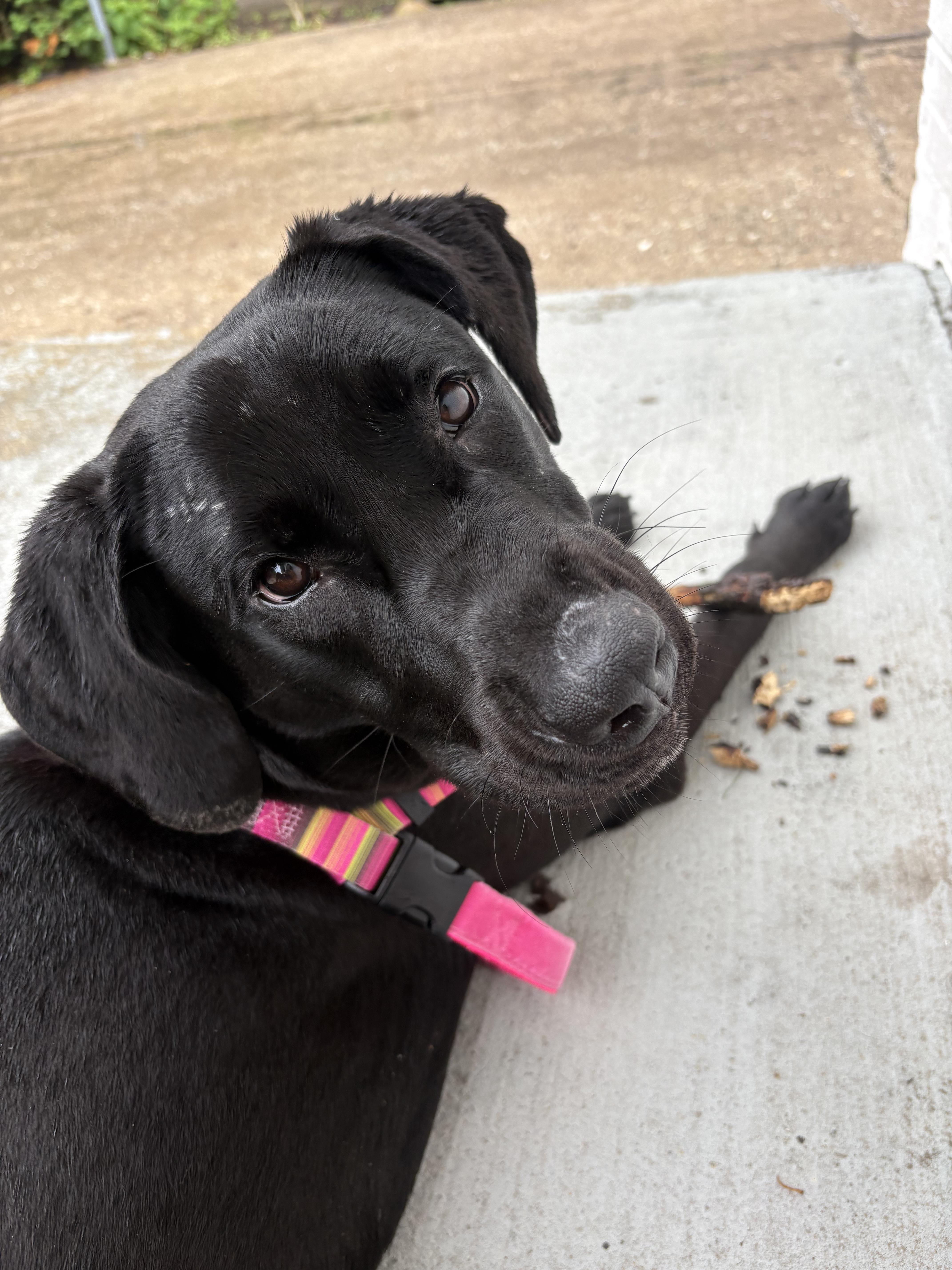 Enlarge Moonbeam, a ADOPTABLE Black Labrador Retriever in Evanston, IL image 3/5