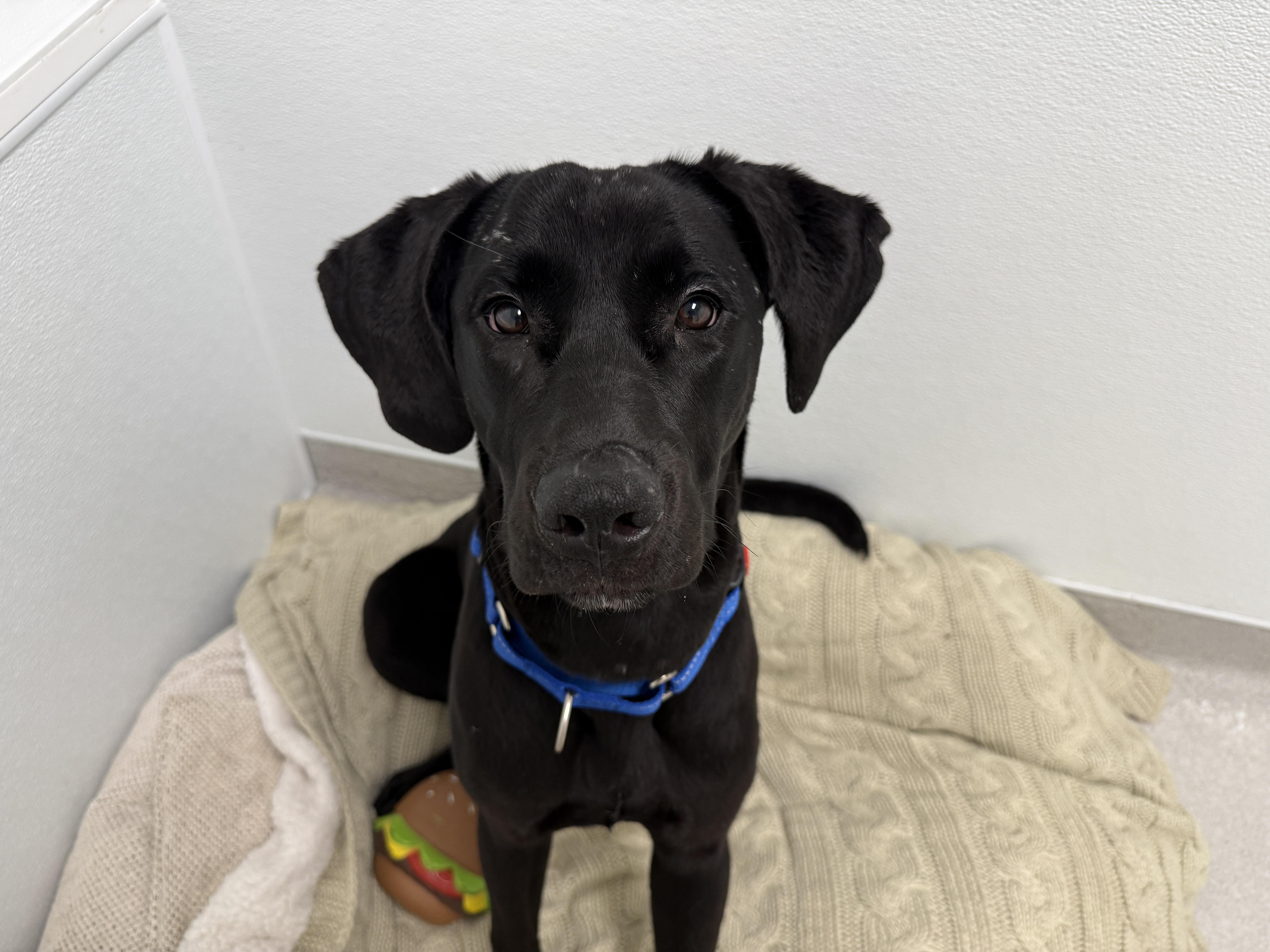 Enlarge Moonbeam, a ADOPTABLE Black Labrador Retriever in Evanston, IL image 1/5