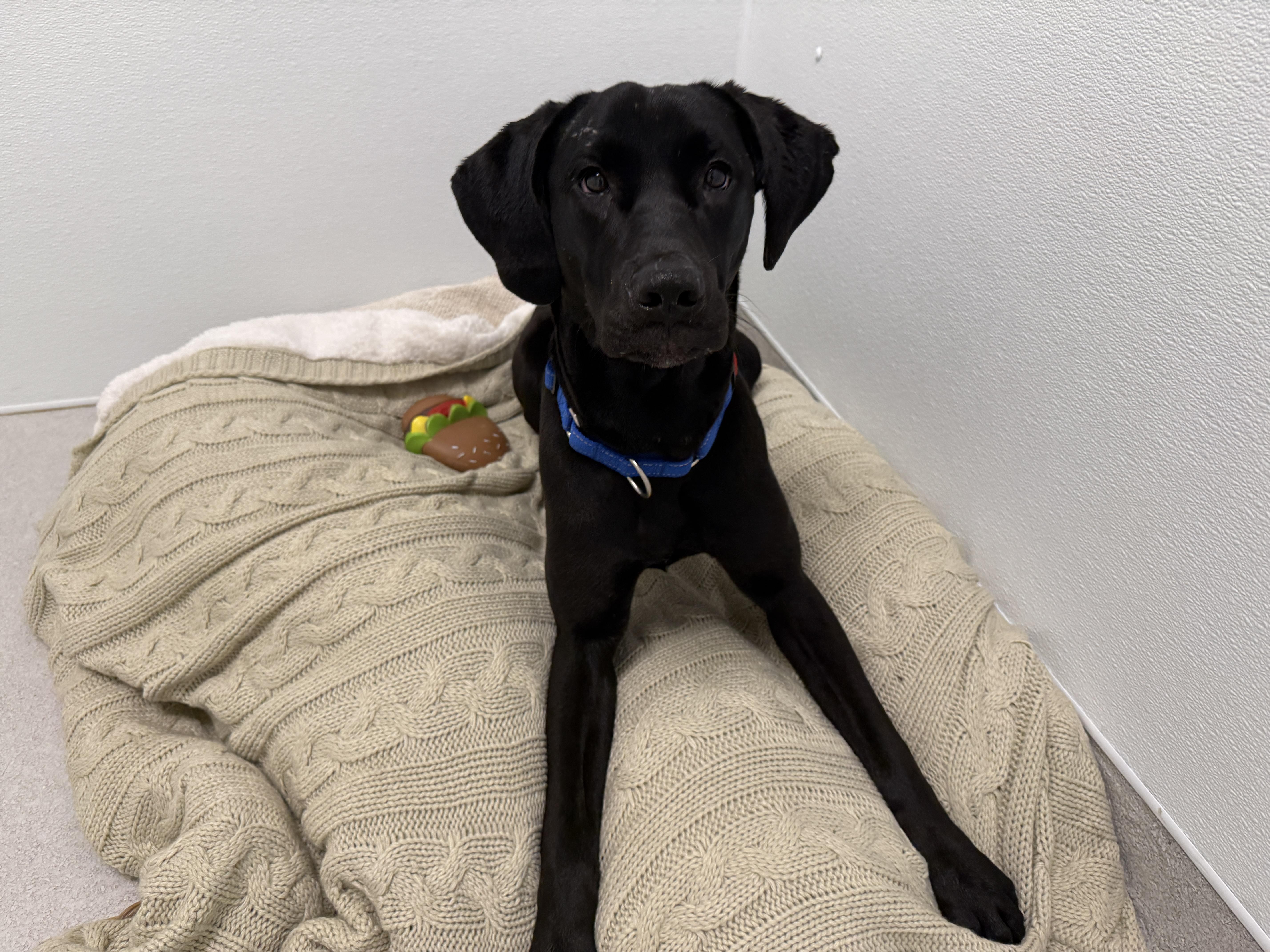Enlarge Moonbeam, a ADOPTABLE Black Labrador Retriever in Evanston, IL image 5/5
