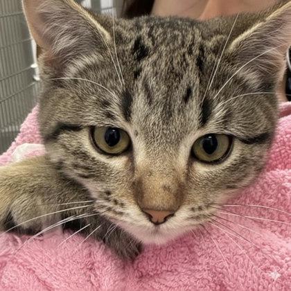 Barracuda, Adoptable, Kitten Female Domestic Short Hair & Domestic Short Hair.