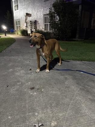 Kong (156075) (In a Foster Home), a Adoptable mixed breed in Baton Rouge, LA image 2/6