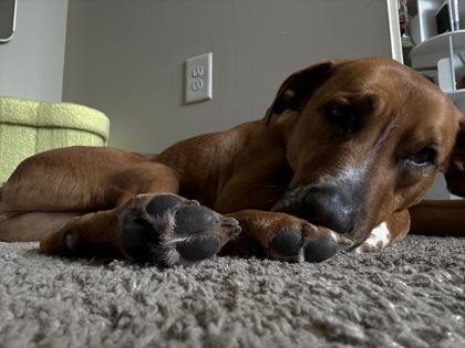 Kong (156075) (In a Foster Home), a Adoptable mixed breed in Baton Rouge, LA image 5/6