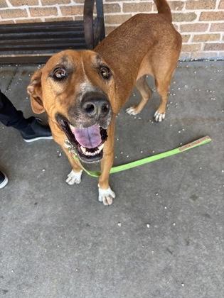 Kong (156075) (In a Foster Home), a Adoptable mixed breed in Baton Rouge, LA image 3/6