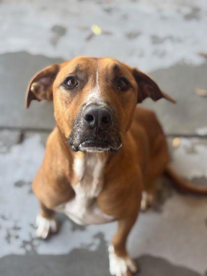 Enlarge Kong (156075) (In a Foster Home), a Adoptable mixed breed in Baton Rouge, LA image 1/2