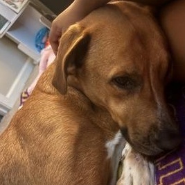 Kong (156075) (In a Foster Home), a Adoptable mixed breed in Baton Rouge, LA image 4/6