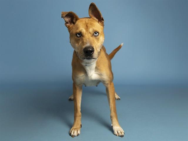 Enlarge SUMMER, a Adoptable mixed breed in Phoenix, AZ image 1/1