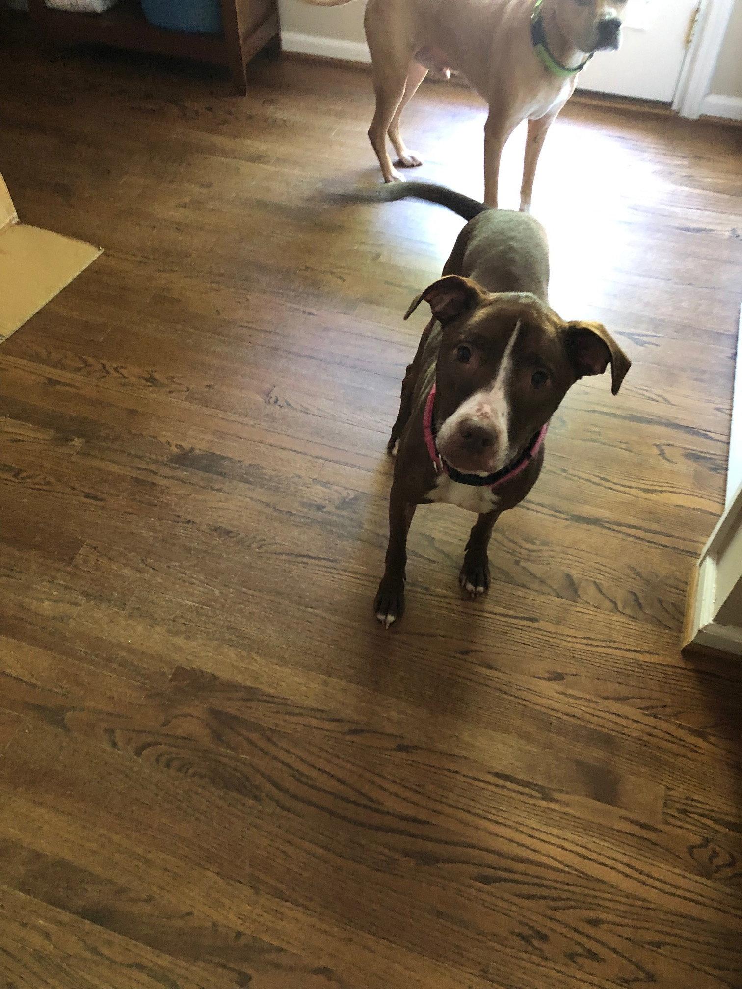 Enlarge LUNA - Good Dogs Shouldn't Run Out of Time, a Adoptable mixed breed in Atlanta, GA image 1/3