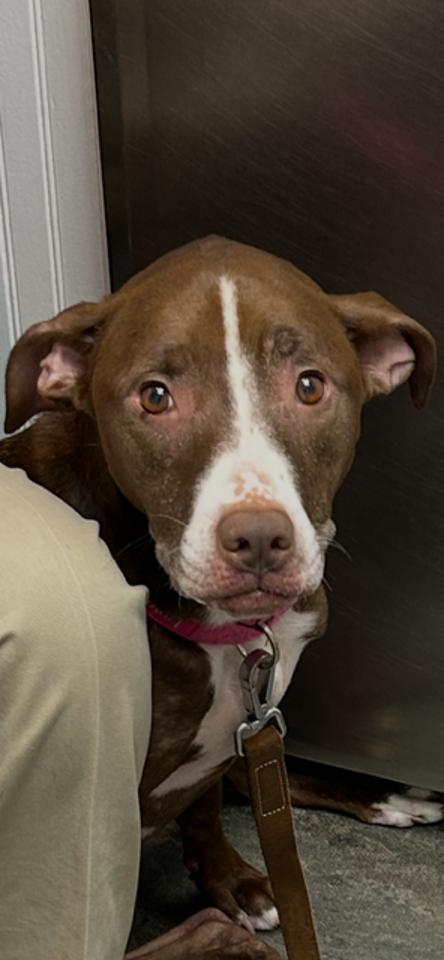 Enlarge LUNA - Good Dogs Shouldn't Run Out of Time, a Adoptable mixed breed in Atlanta, GA image 2/3