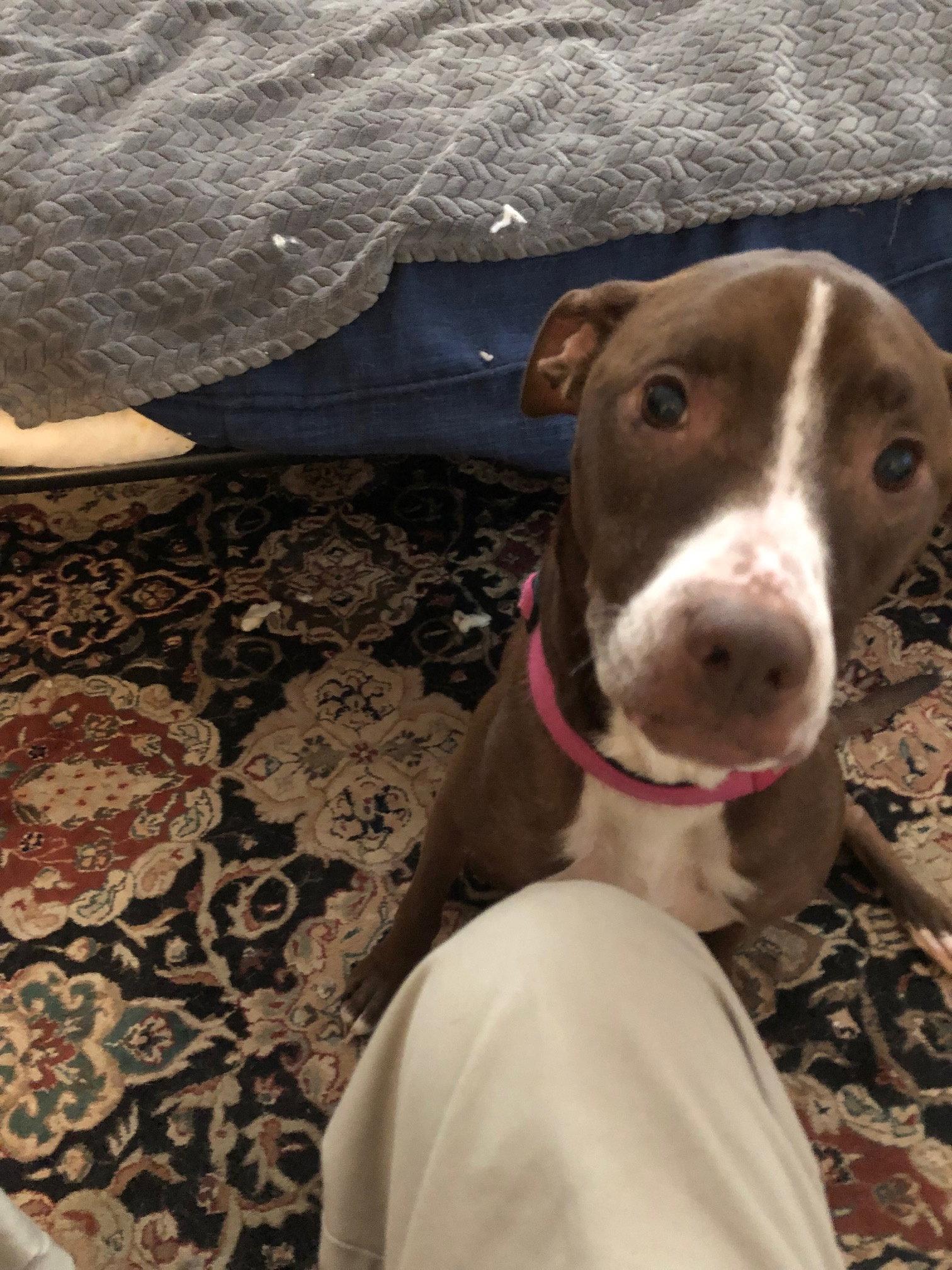Enlarge LUNA - Good Dogs Shouldn't Run Out of Time, a Adoptable mixed breed in Atlanta, GA image 3/3