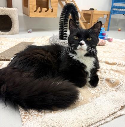 Enlarge Tuxedo, a Adoptable mixed breed in New Hope, PA image 1/3