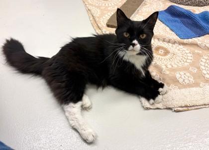 Enlarge Tuxedo, a Adoptable mixed breed in New Hope, PA image 2/3