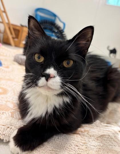 Enlarge Tuxedo, a Adoptable mixed breed in New Hope, PA image 3/3