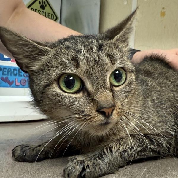 Enlarge Patootie, a Adoptable mixed breed in Salisbury, MD image 1/1