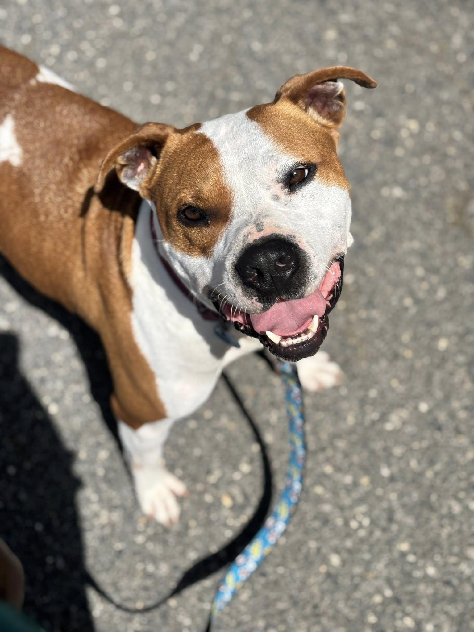 Enlarge Chester, a Adoptable American Bulldog in New Castle, DE image 1/3