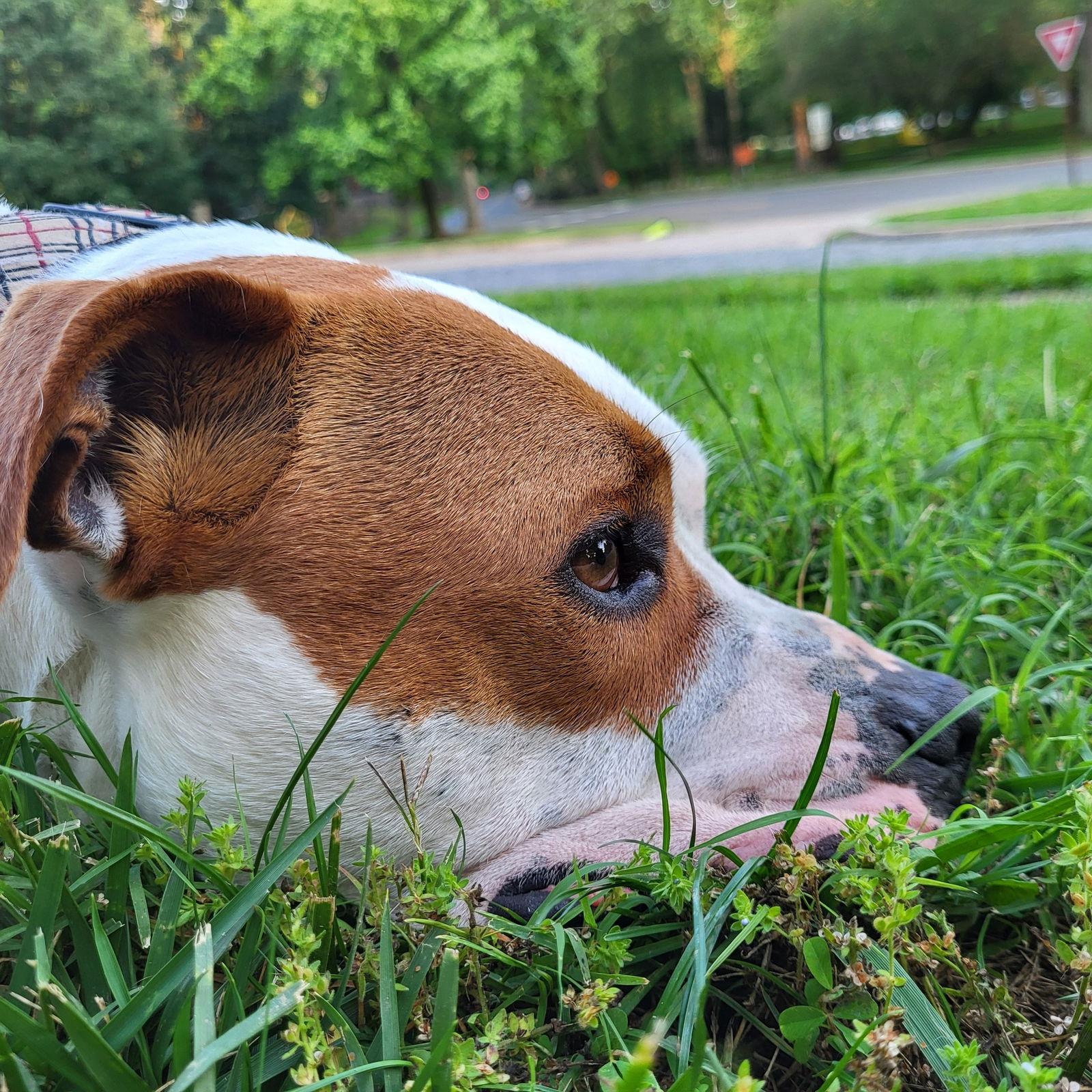 Chester, Adoptable, Young Male American Bulldog.