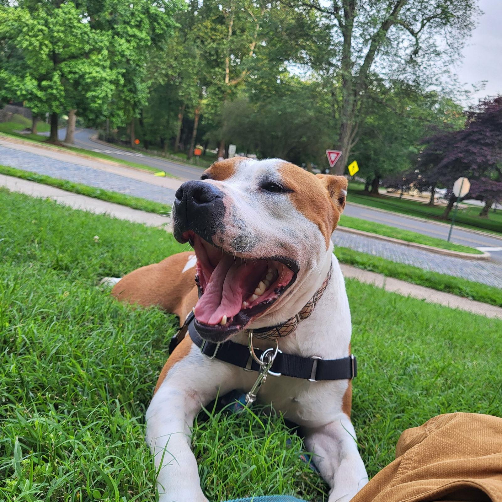 Enlarge Chester, a Adoptable American Bulldog in New Castle, DE image 3/3