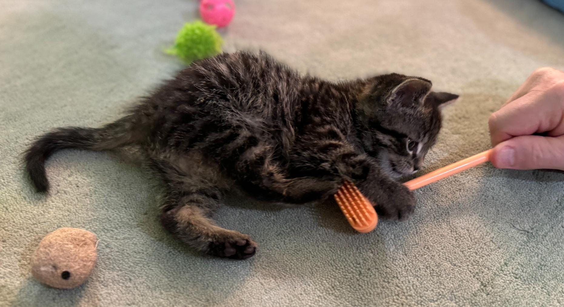 Keeler, a Adopted Domestic Short Hair in Brighton, MI image 1/6