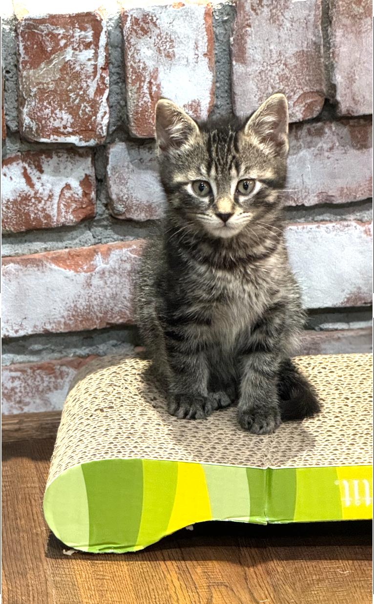 Keeler, a Adopted Domestic Short Hair in Brighton, MI image 2/6