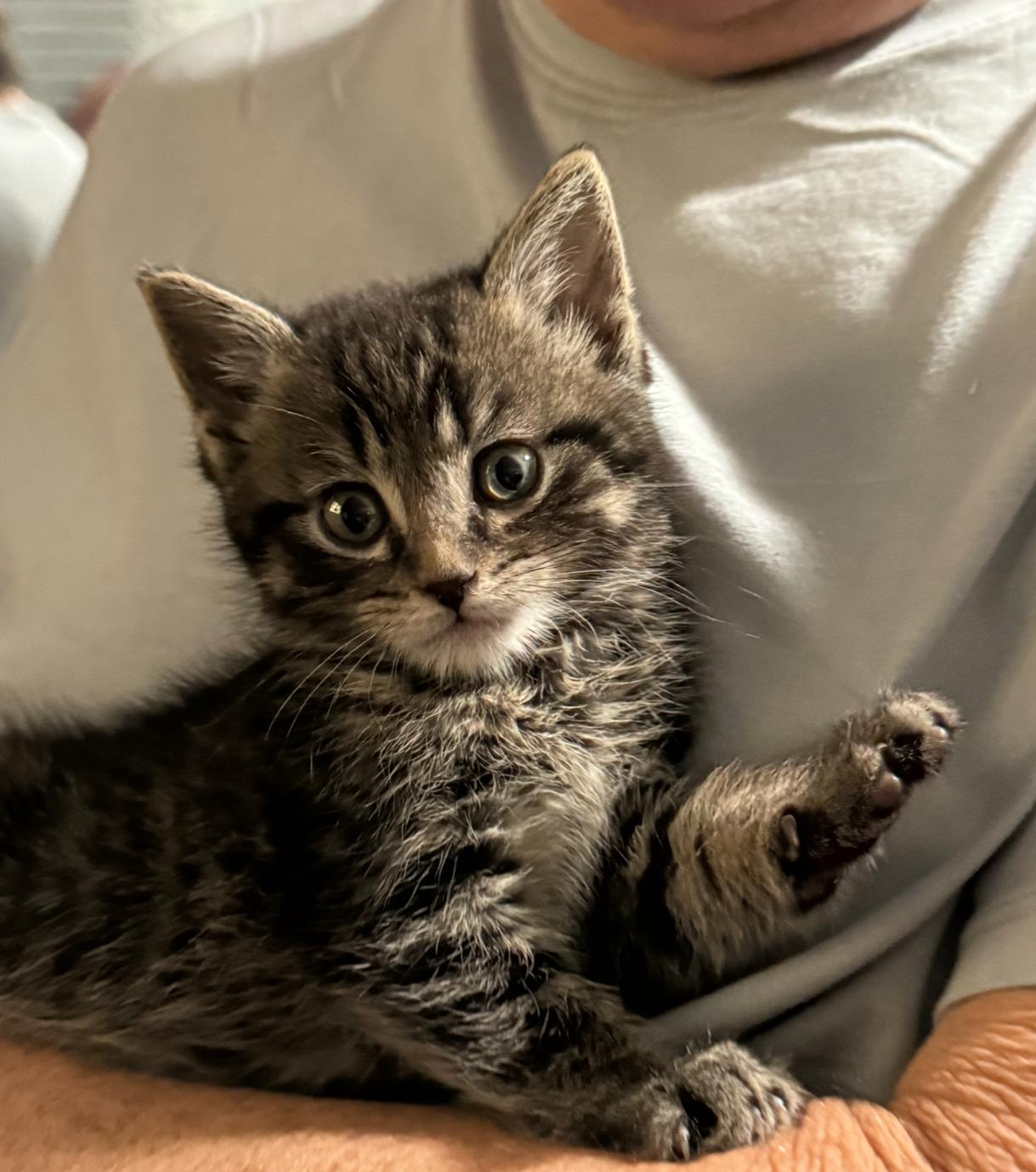 Keeler, Adopted, Adult Male Domestic Short Hair.