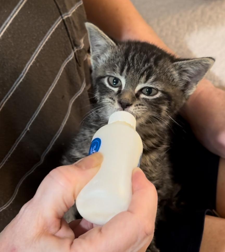 Keeler, a Adopted Domestic Short Hair in Brighton, MI image 4/6