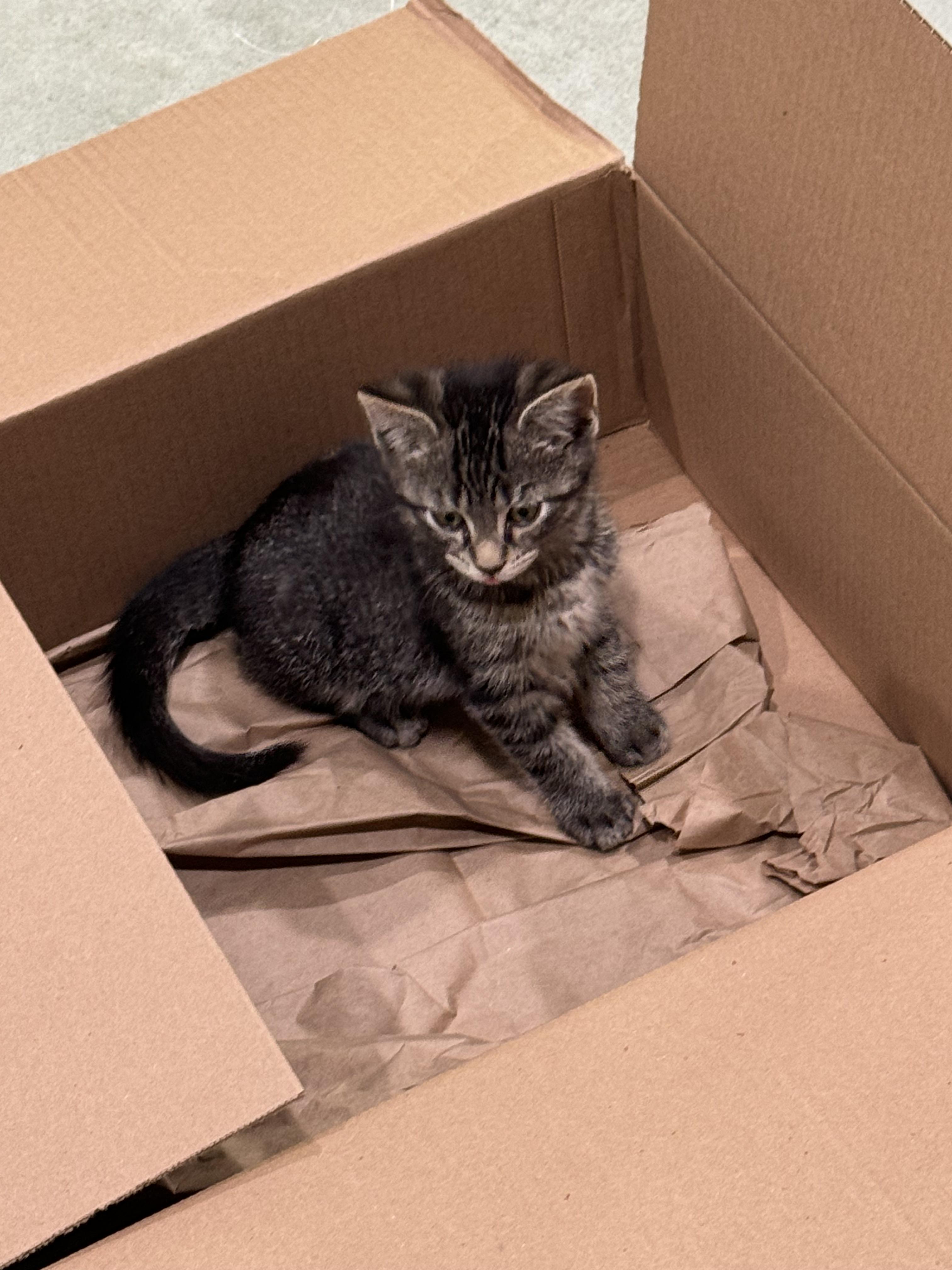 Keeler, a Adopted Domestic Short Hair in Brighton, MI image 5/6
