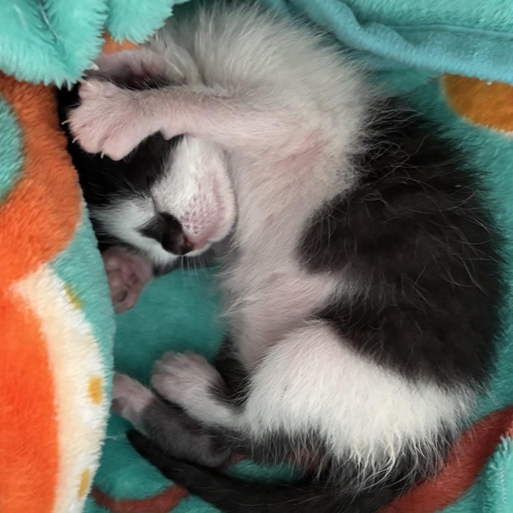 Smidge, Adoptable, Kitten Female Domestic Short Hair.
