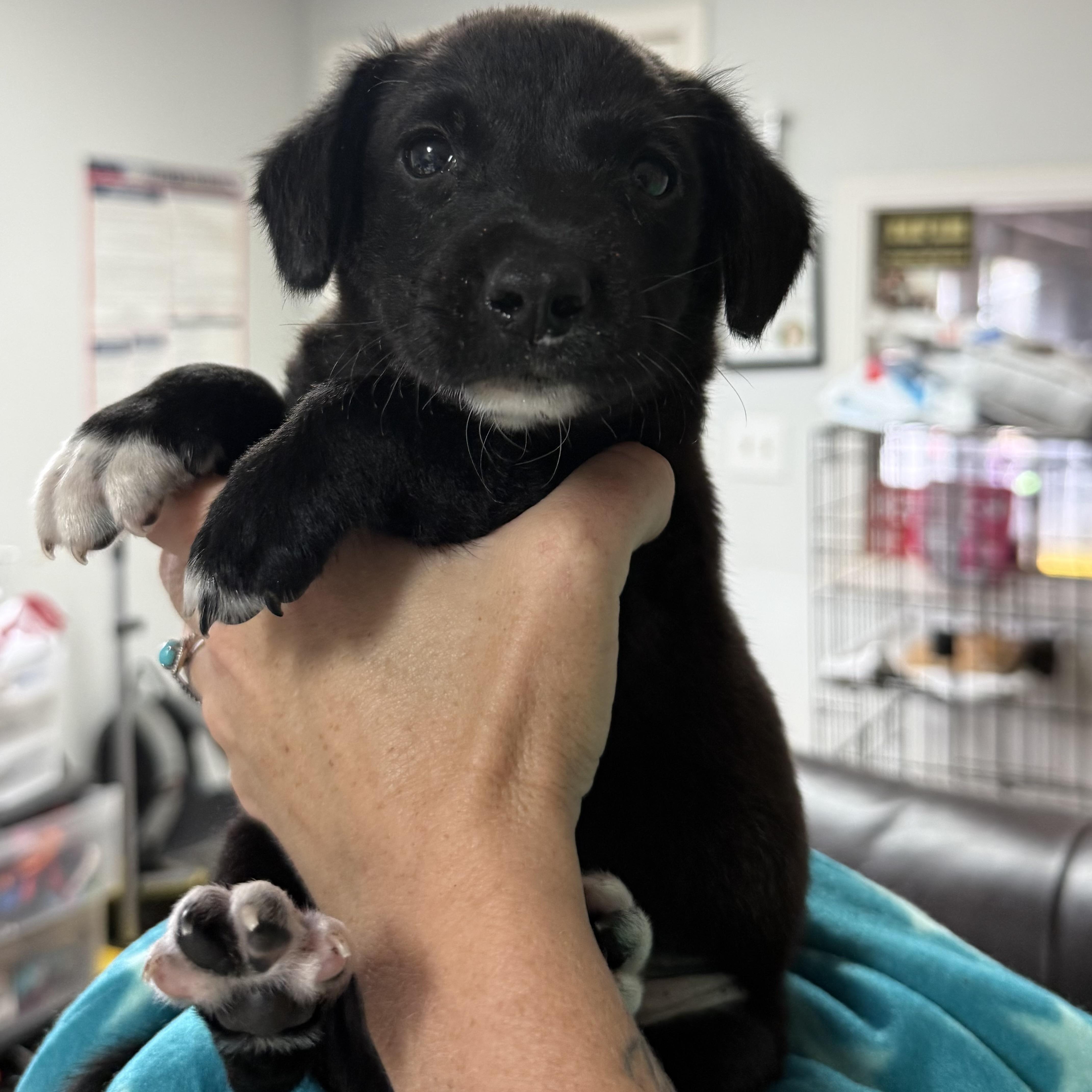Enlarge Seafood Boil, a Adoptable mixed breed in Columbia, SC image 2/3