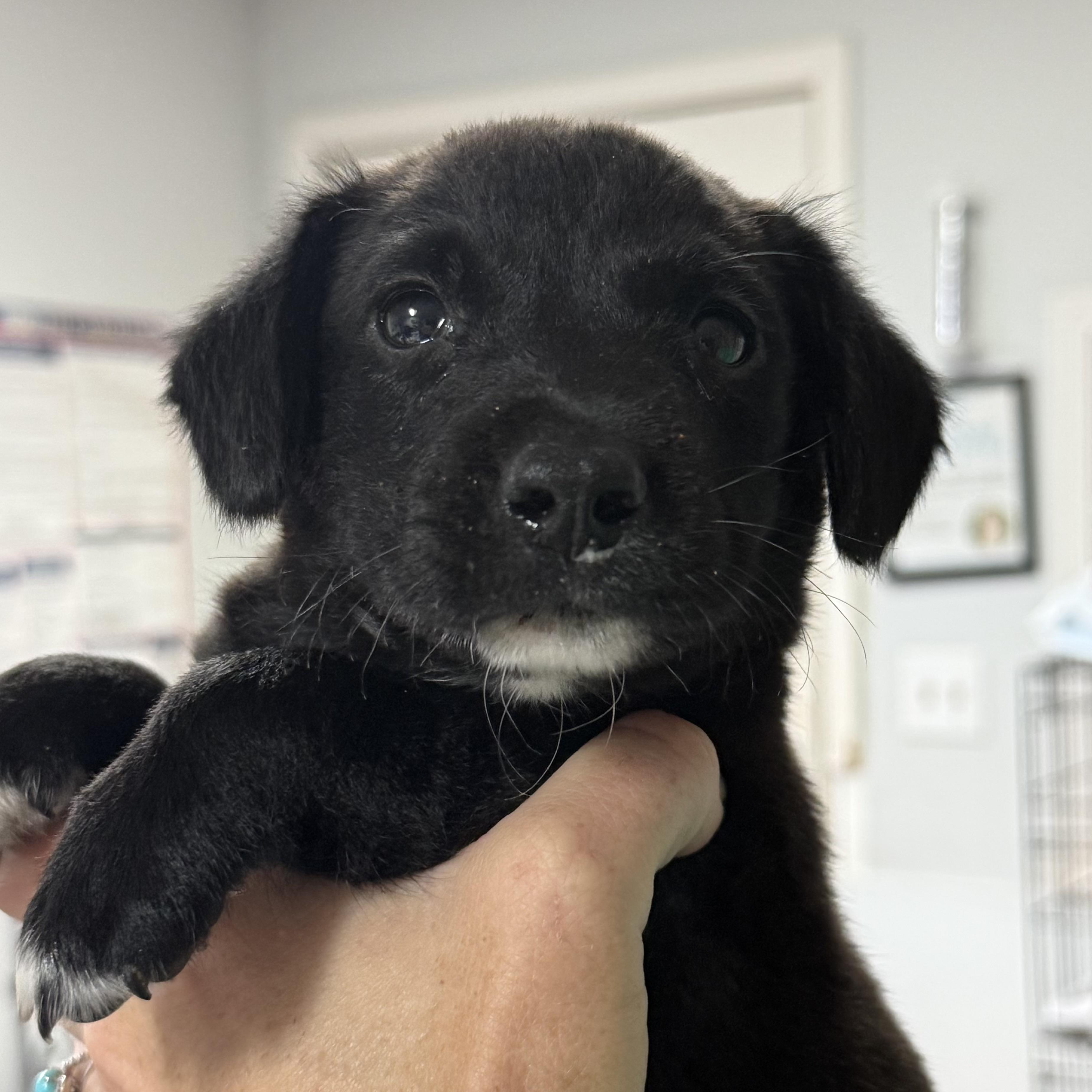 Enlarge Seafood Boil, a Adoptable mixed breed in Columbia, SC image 1/3
