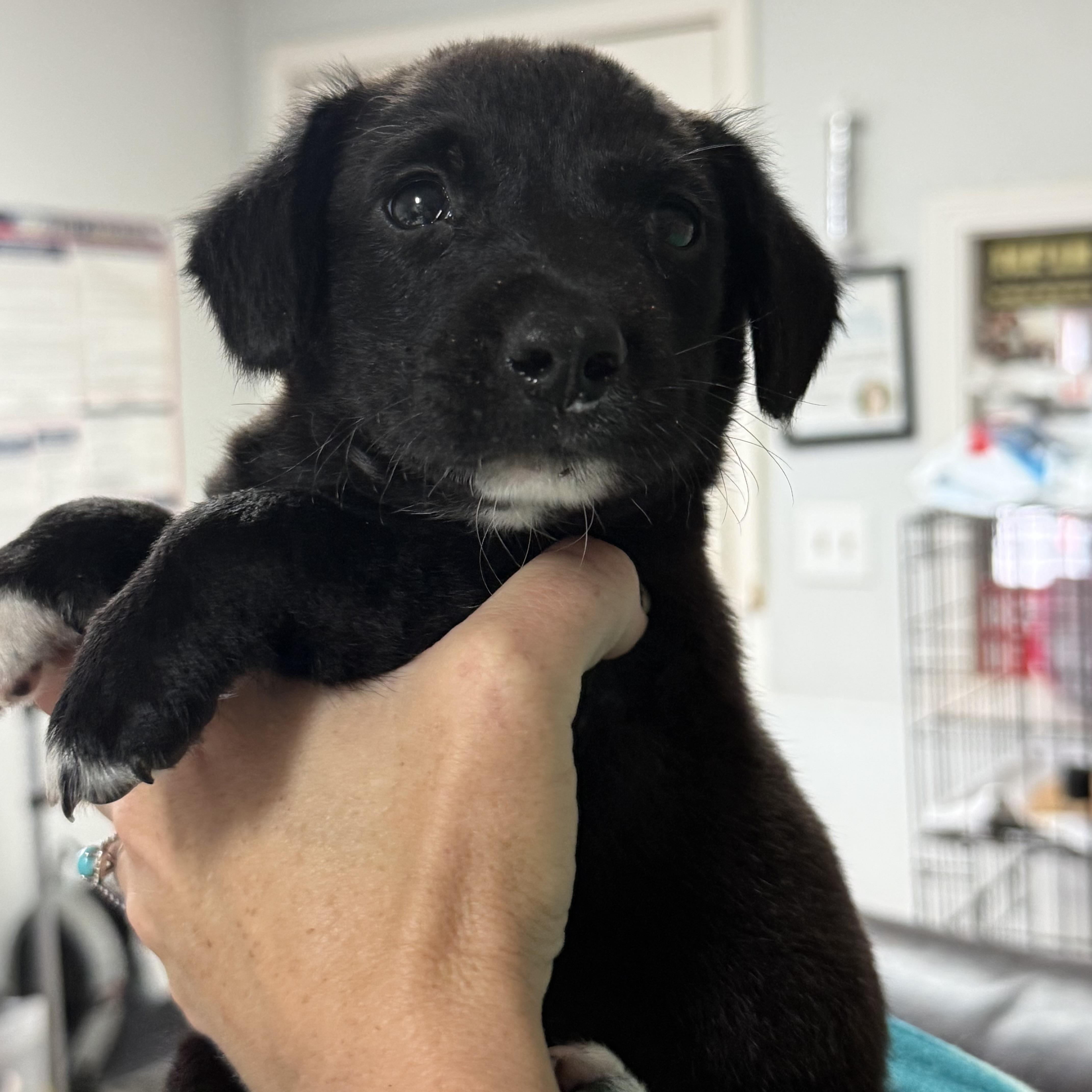 Enlarge Seafood Boil, a Adoptable mixed breed in Columbia, SC image 3/3