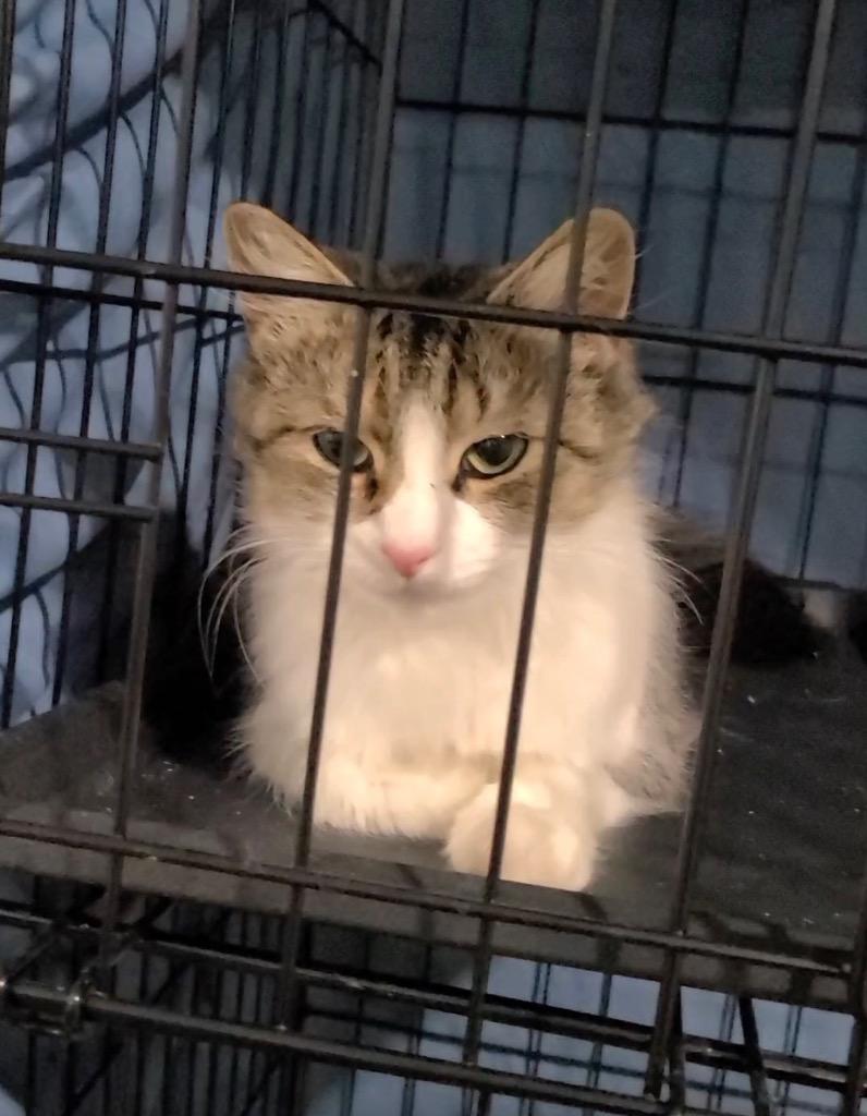 Emerald, Adoptable, Young Female Domestic Medium Hair.