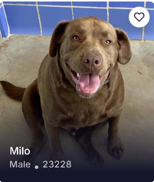 Milo, Adoptable, Adult Male Labrador Retriever.