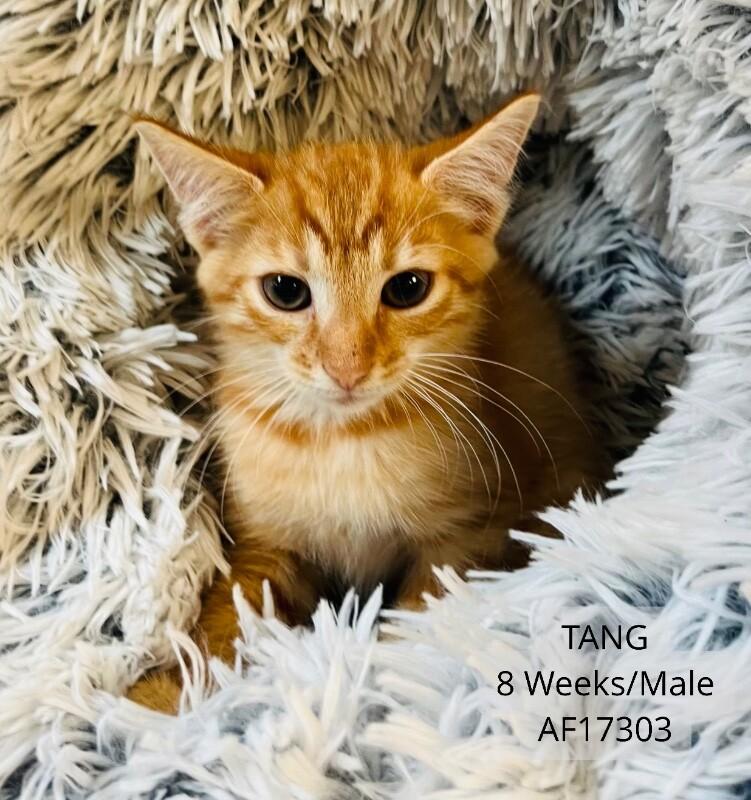 Tang, Adoptable, Young Male Domestic Short Hair.