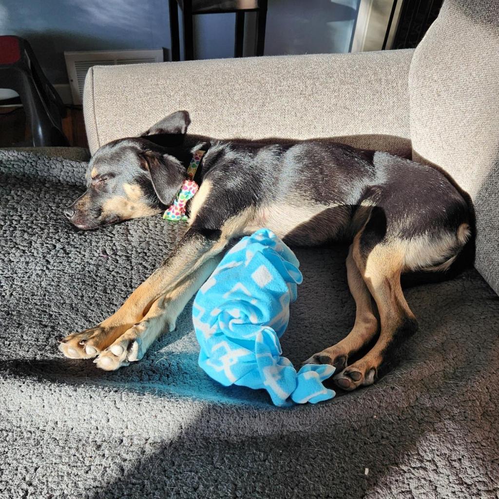 Greta D15672 (Sponsored), Adoptable, Adult Female Terrier.