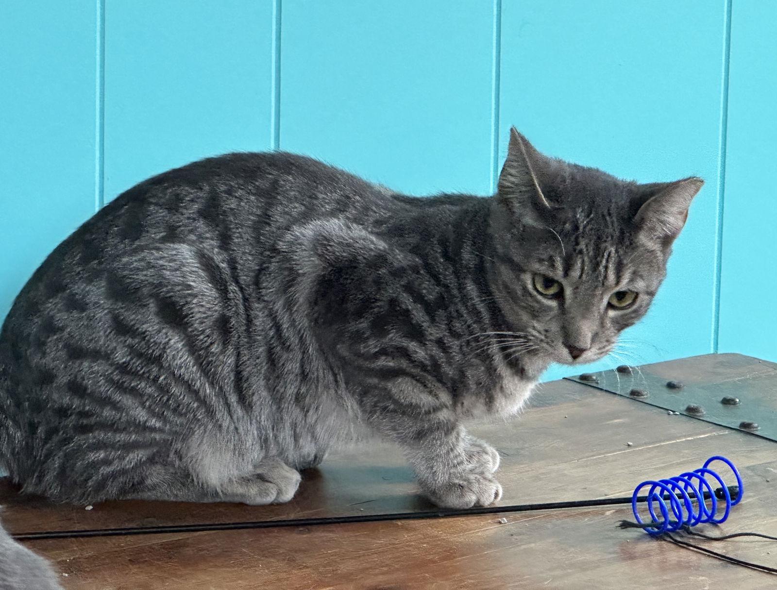 Frances, a Adoptable Domestic Short Hair in Maywood, IL image 1/6