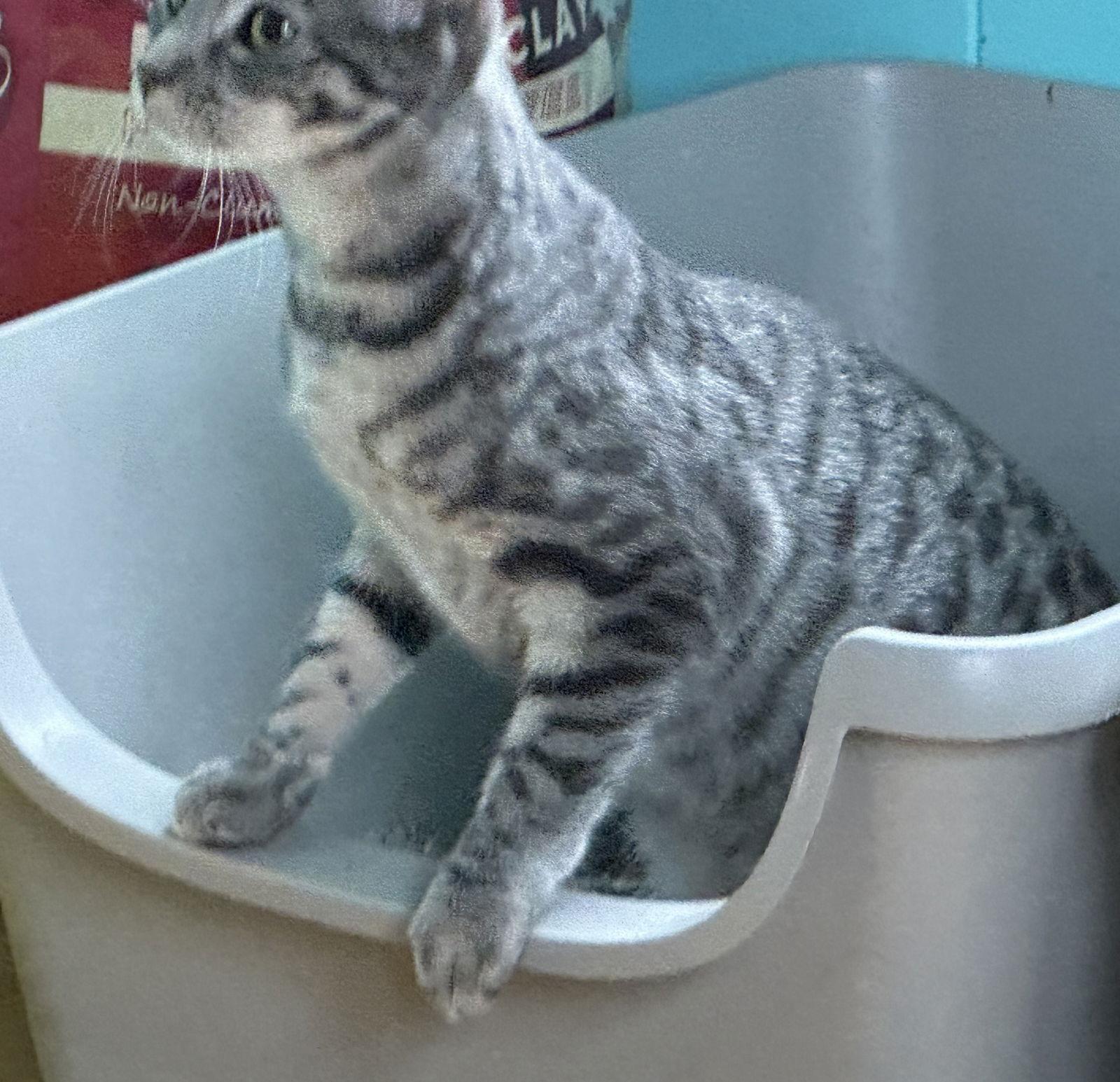 Frances, Adoptable, Young Female Domestic Short Hair.