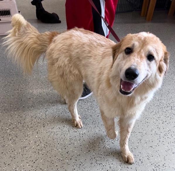 Barkley, Adoptable, Young Male Golden Retriever & Great Pyrenees.