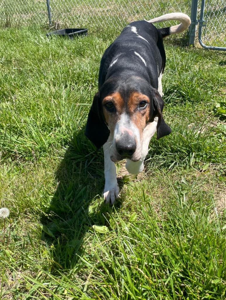Enlarge GEORGIA, a Adoptable Hound in Crossville, TN image 1/3